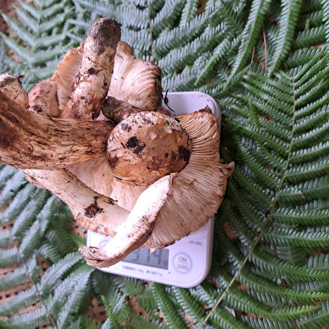 広島県産松茸　314g　　1本虫食いあり