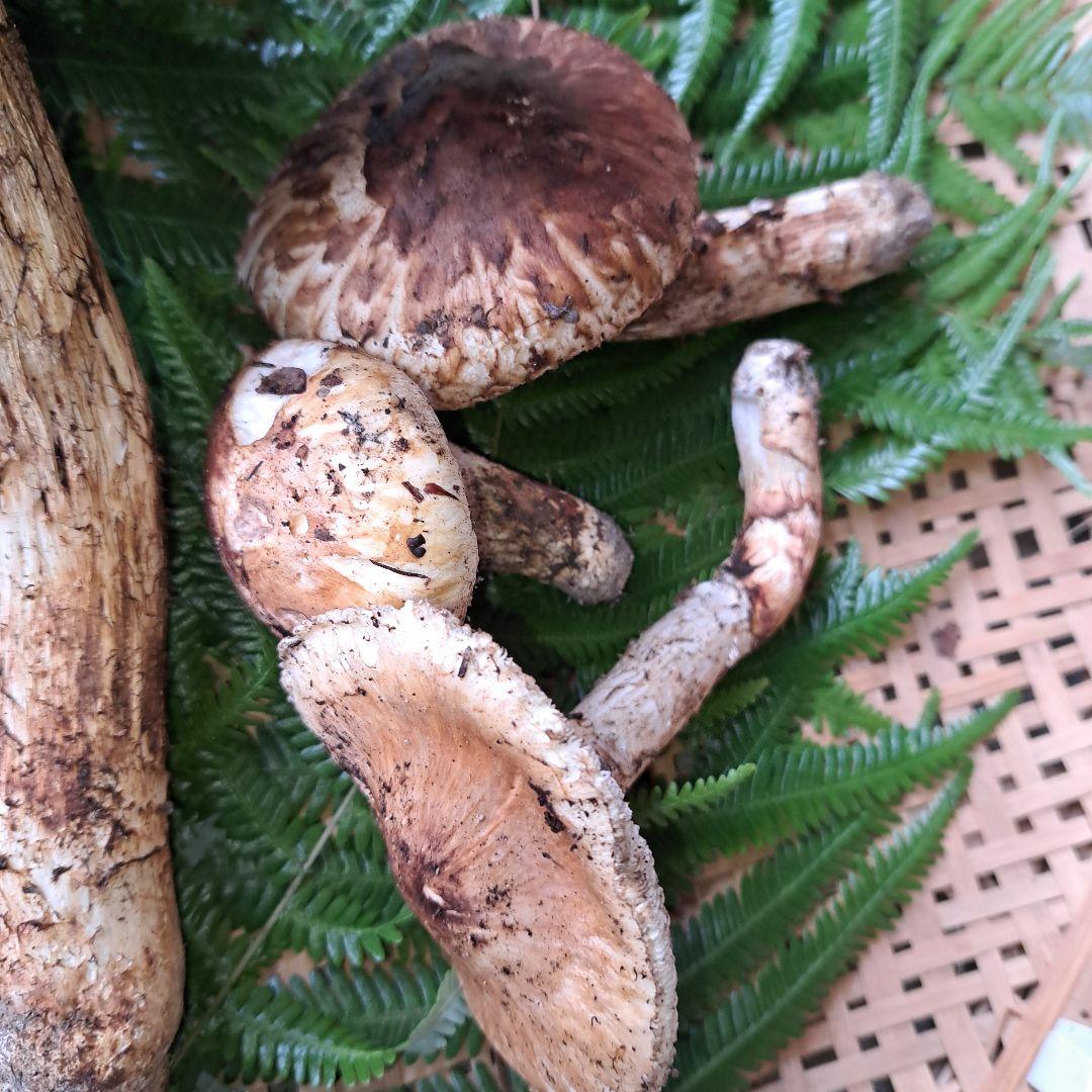広島県産松茸　314g　　1本虫食いあり
