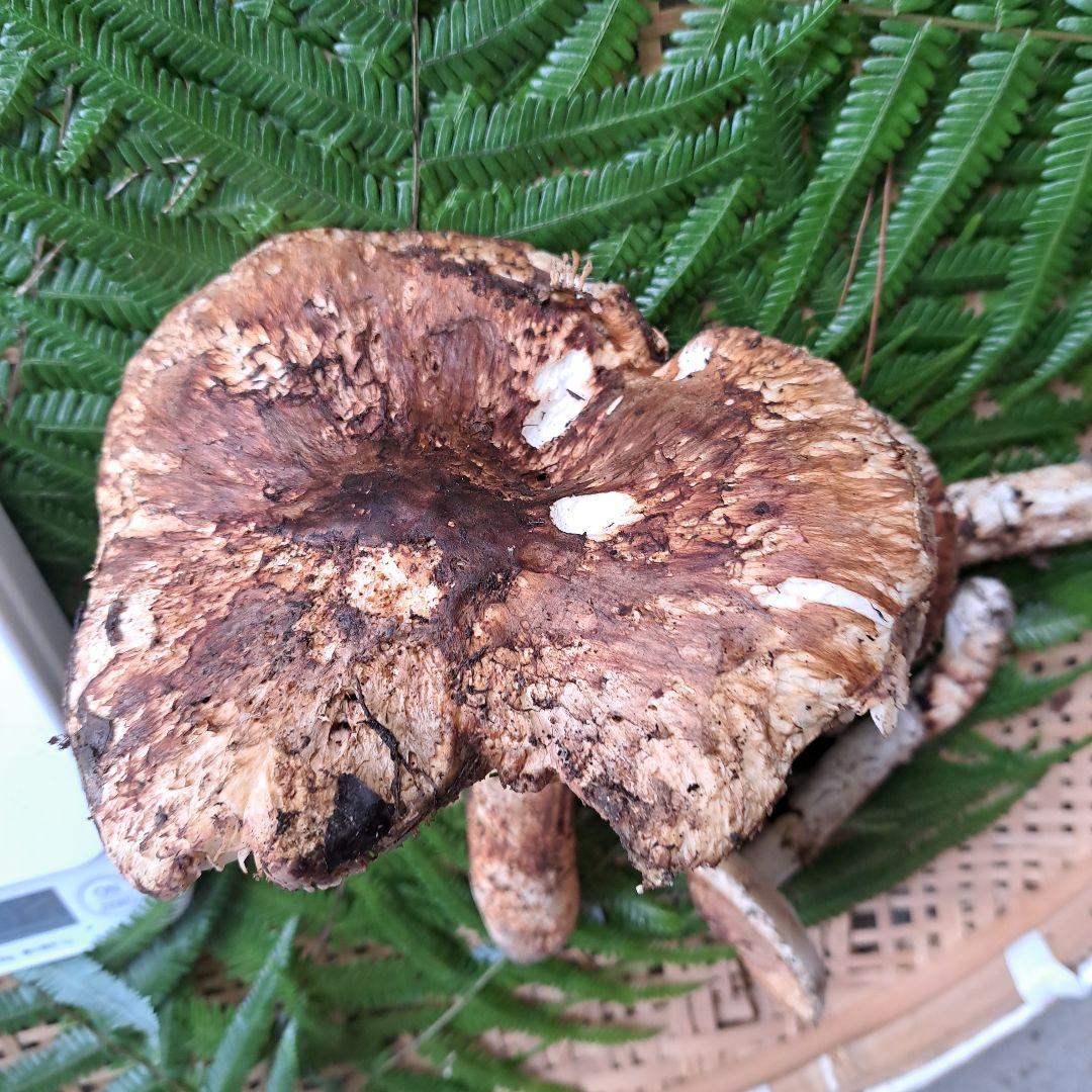 広島県産松茸　314g　　1本虫食いあり