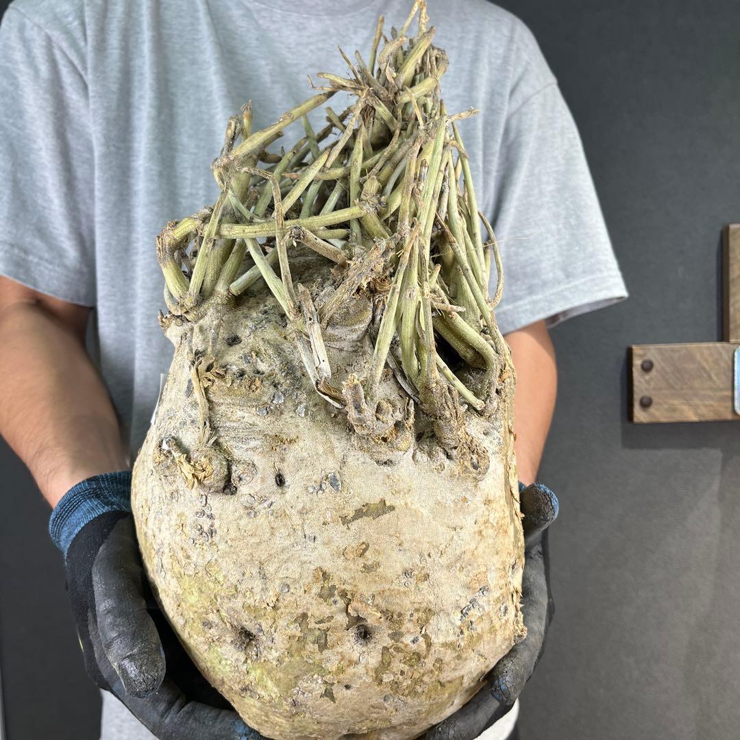 ぱ*ん様 11 激レア 超大株 アデニア ペチュエリー 現地球 鮮度抜群