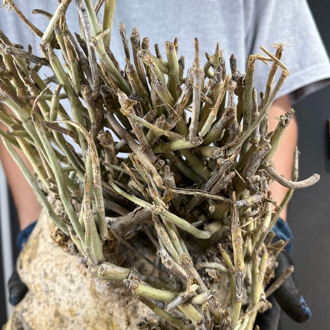 ぱ*ん様 11 激レア 超大株 アデニア ペチュエリー 現地球 鮮度抜群