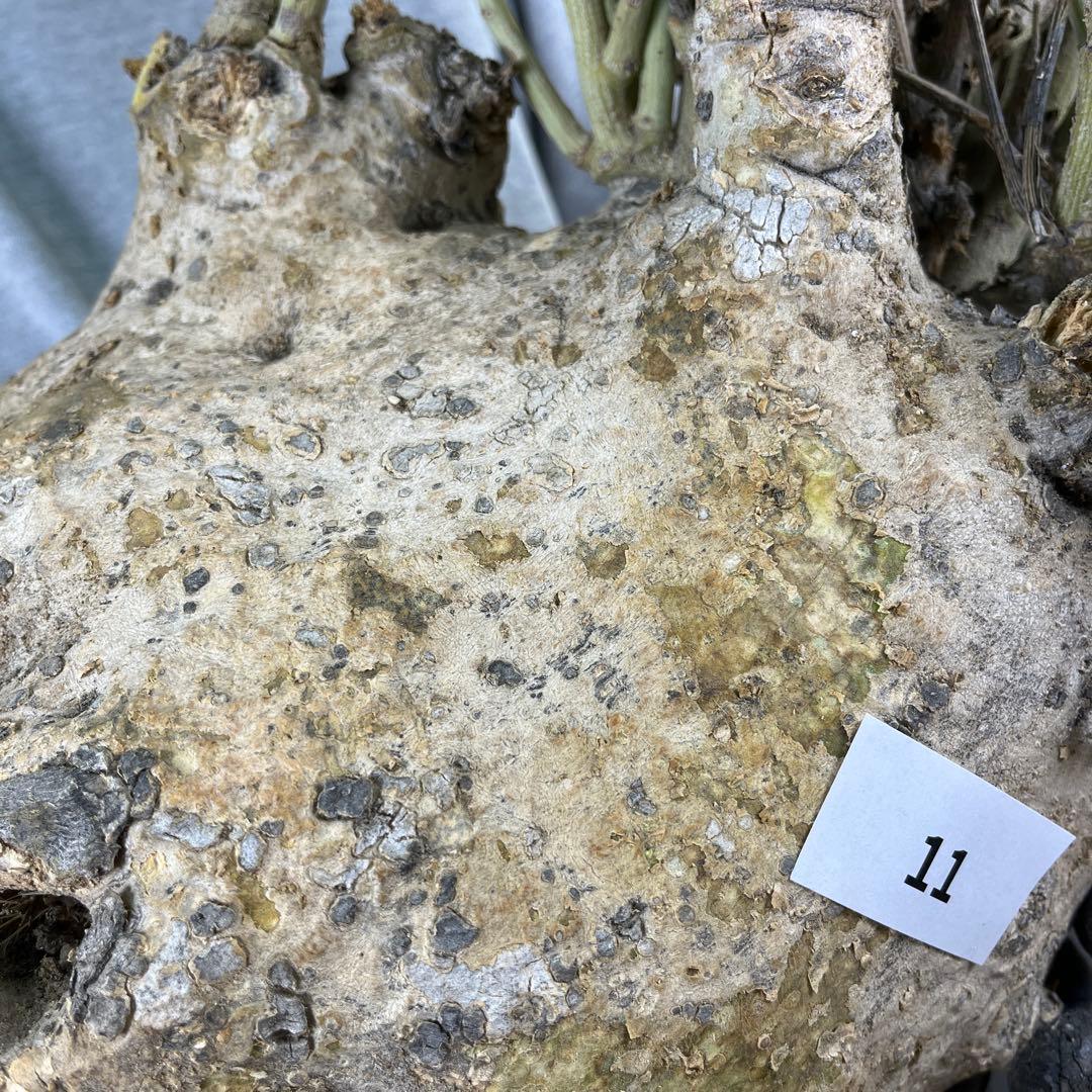 ぱ*ん様 11 激レア 超大株 アデニア ペチュエリー 現地球 鮮度抜群