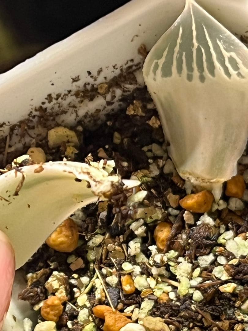 ハオルチア　白蛇伝　葉挿し2枚　発根済み