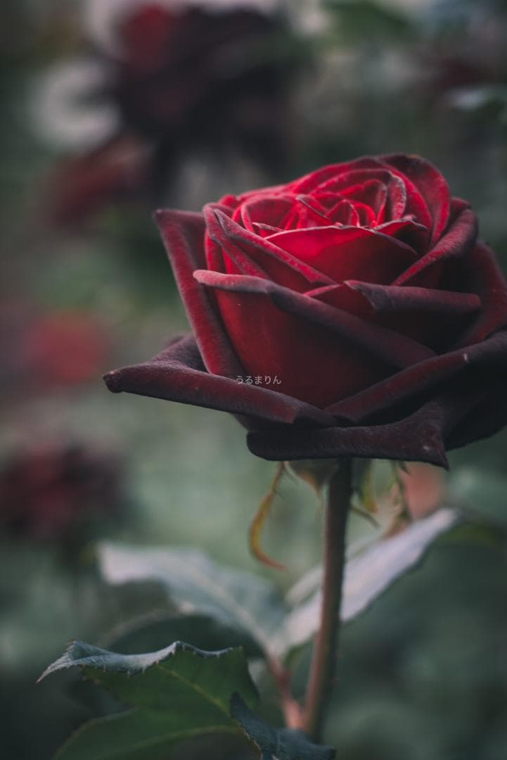 良品！Leica SUMMICRON 90mm 2nd 後期 オールドレンズ