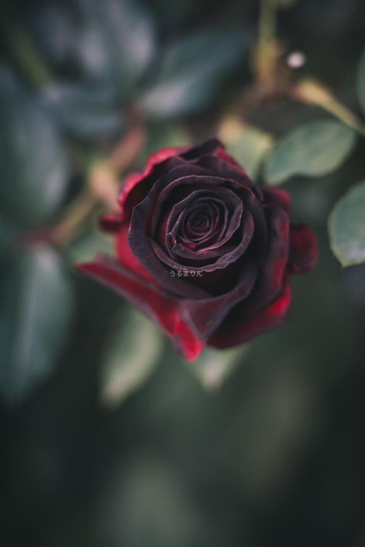 良品！Leica SUMMICRON 90mm 2nd 後期 オールドレンズ