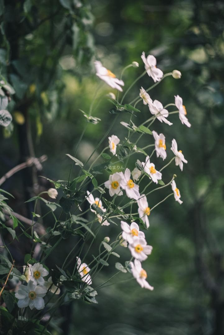 良品！Leica SUMMICRON 90mm 2nd 後期 オールドレンズ