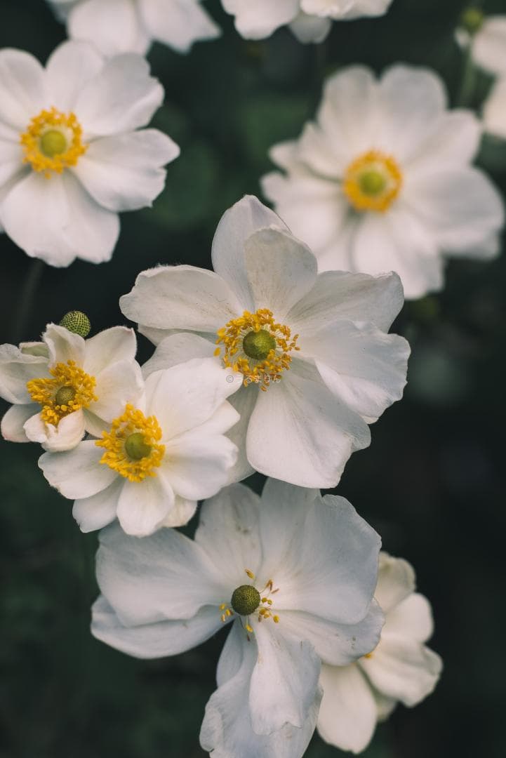 良品！Leica SUMMICRON 90mm 2nd 後期 オールドレンズ