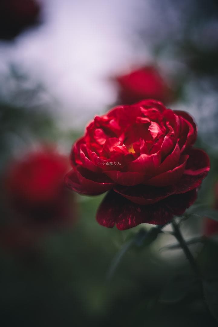 良品！Leica SUMMICRON 90mm 2nd 後期 オールドレンズ