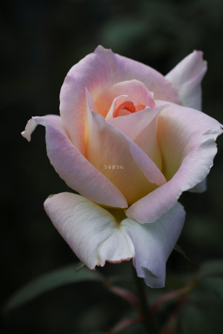 良品！Leica SUMMICRON 90mm 2nd 後期 オールドレンズ