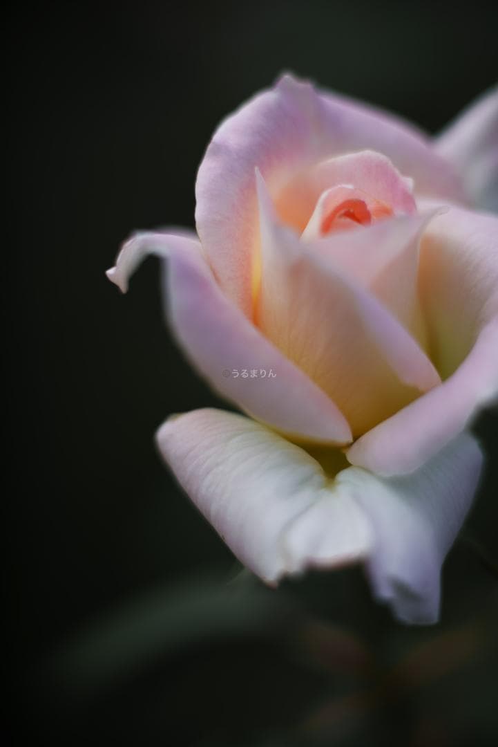 良品！Leica SUMMICRON 90mm 2nd 後期 オールドレンズ