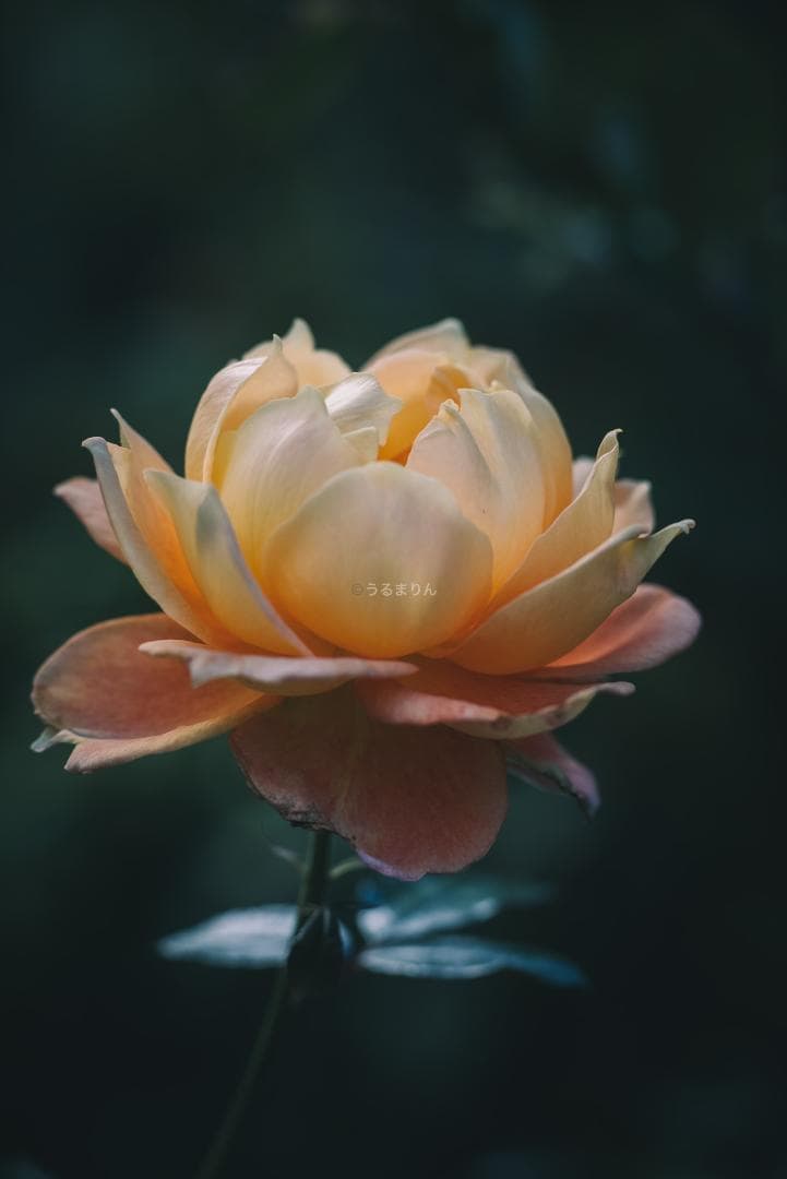 良品！Leica SUMMICRON 90mm 2nd 後期 オールドレンズ