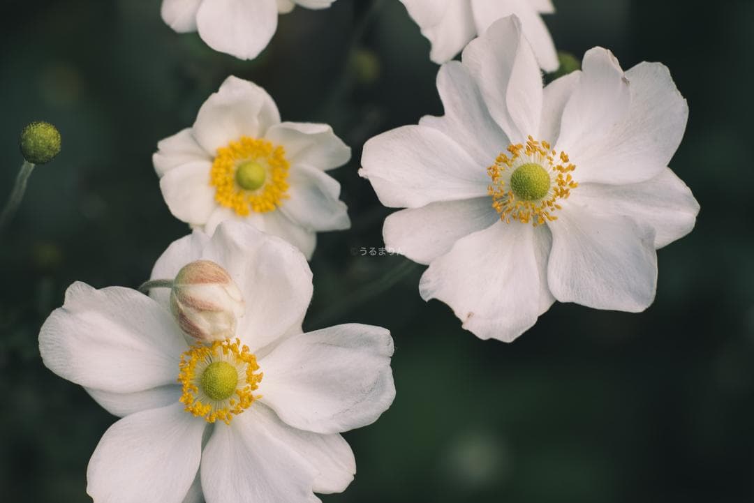 良品！Leica SUMMICRON 90mm 2nd 後期 オールドレンズ