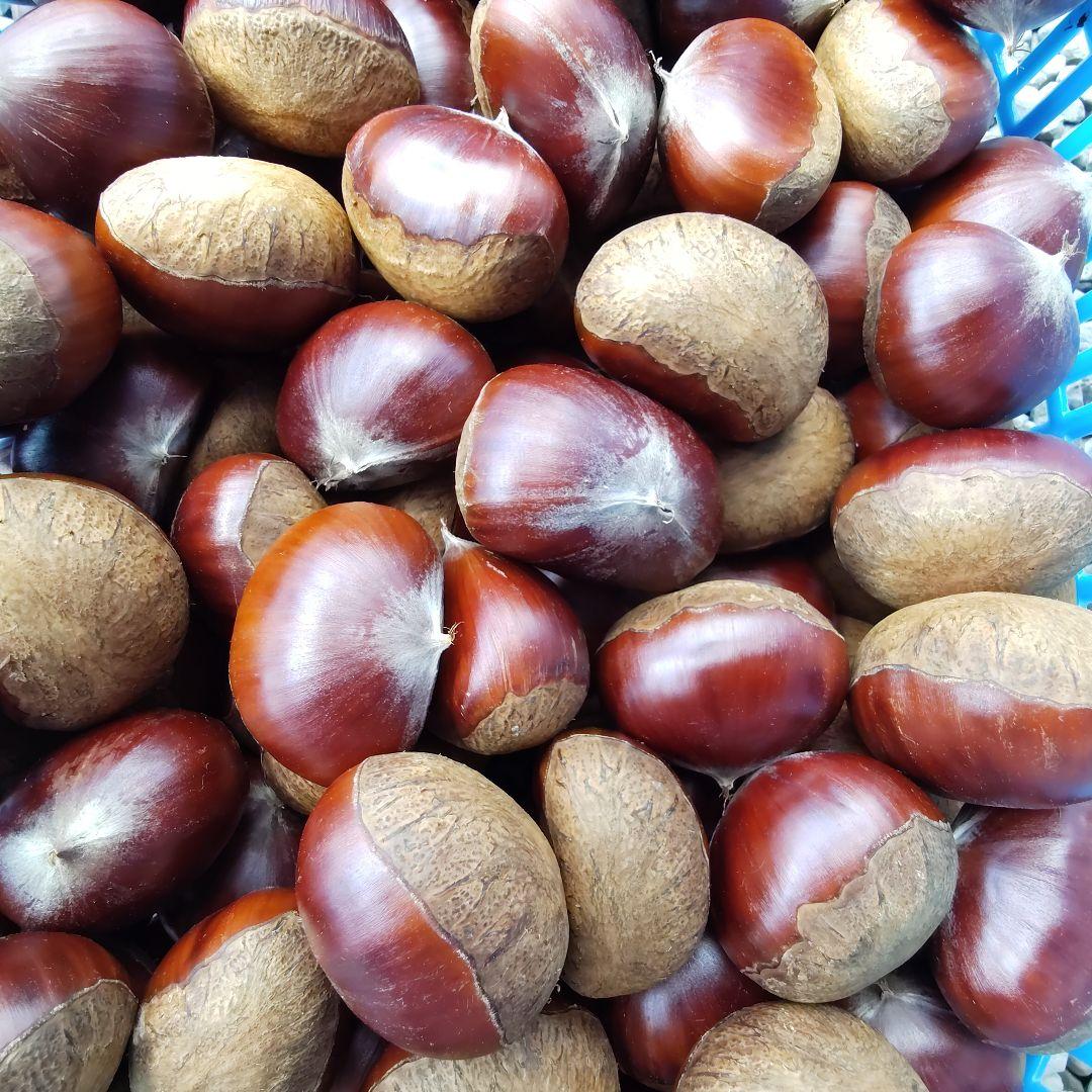 【pan_cham】栗　茨城県産　朝収穫　厳選　5kg