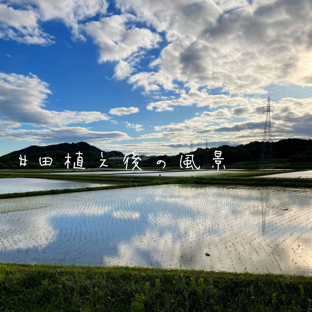 【レア品種 シキユタカ】兵庫県産新米＊湧き水育ち農家のお米 30kg