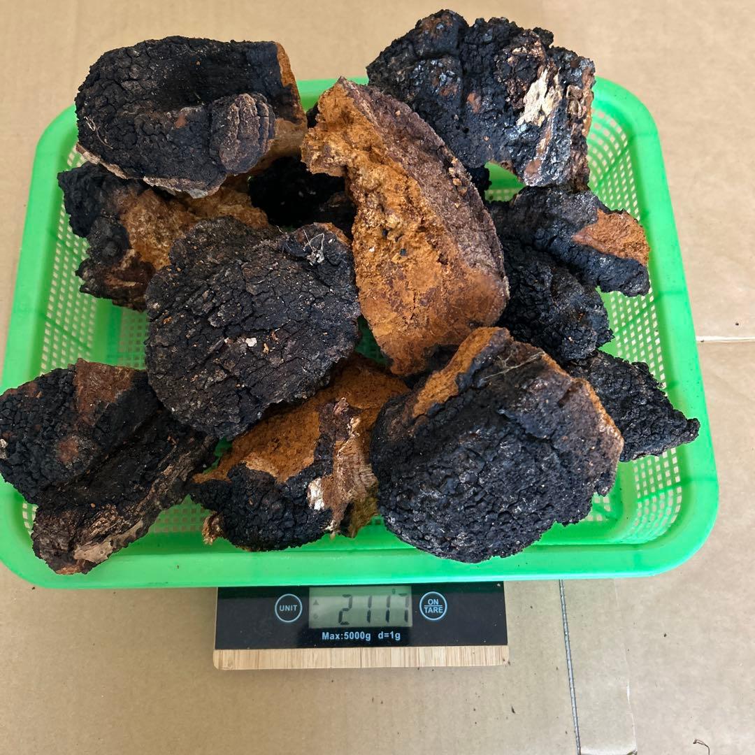 【北海道産】カバノアナタケ　2キロ（C）