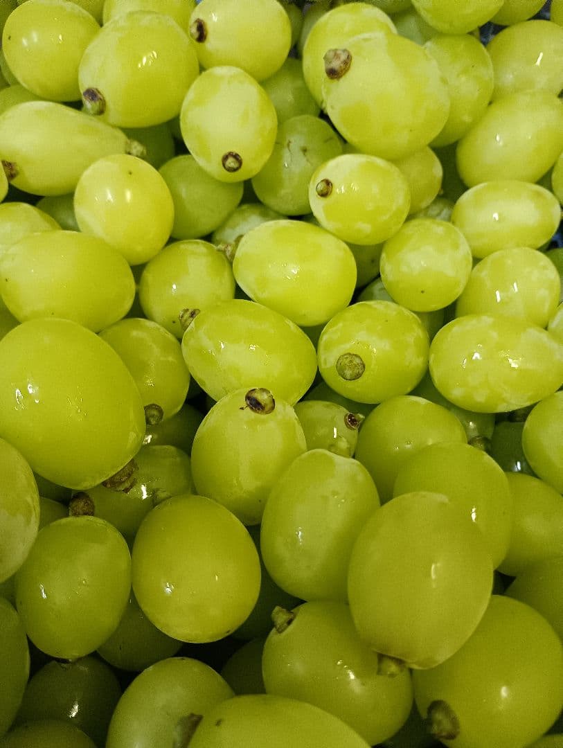 シヤインマスカット大粒グリーン多め入り3キロパック入りになります。