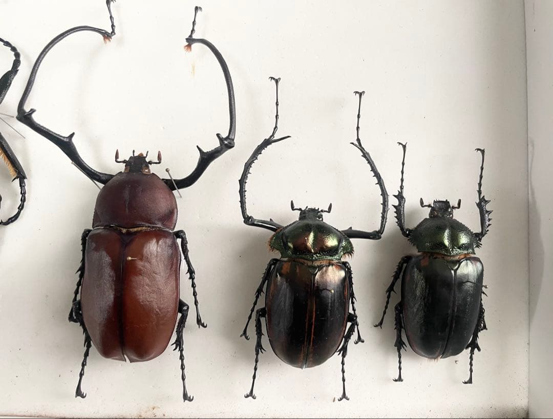 テナガコガネ　3頭