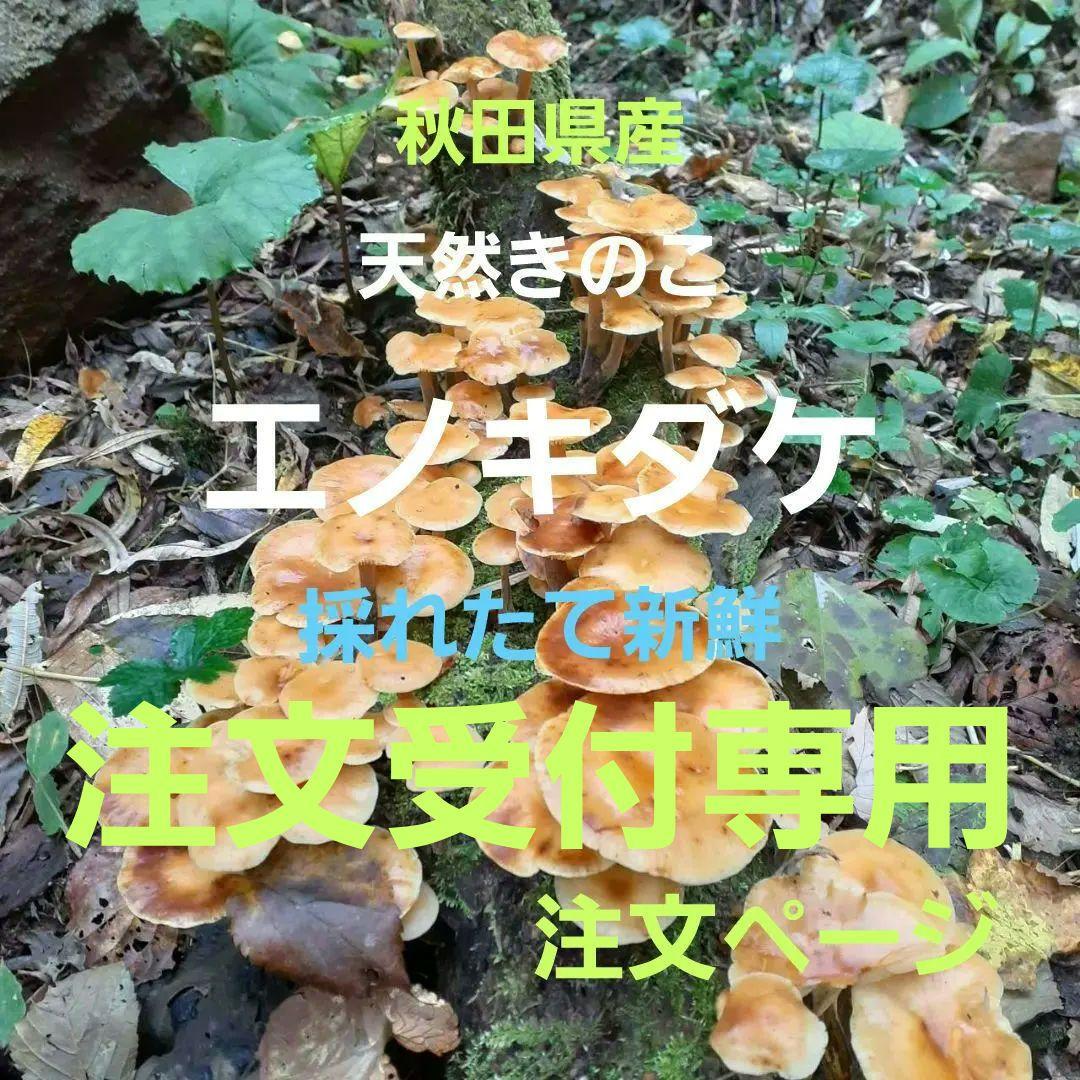 秋田県産 天然きのこ エノキダケ えのきだけ 雪の下 300g→受付