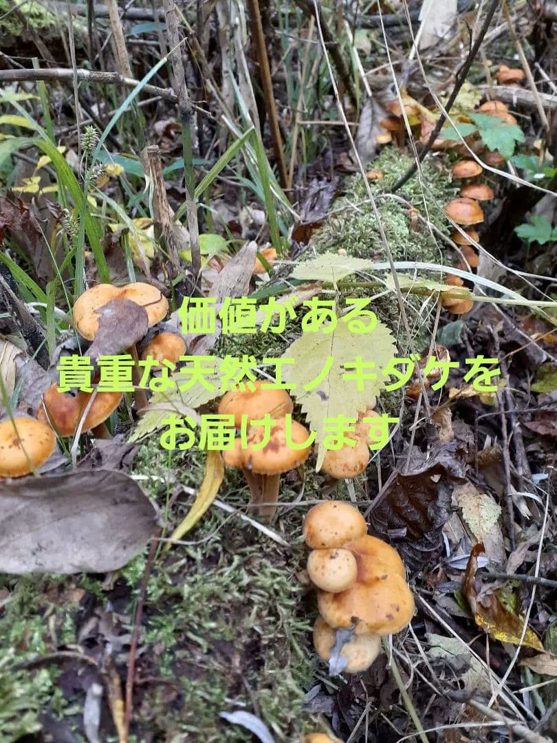 秋田県産 天然きのこ エノキダケ えのきだけ 雪の下 300g→受付