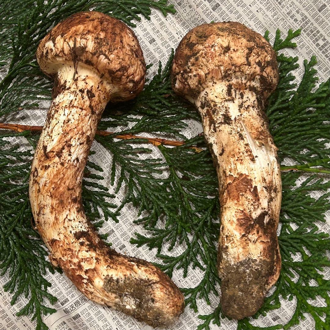 ☆信州産松茸☆今現在約140グラム☆まつたけ☆クール便送料着払い☆国産松茸☆1☆
