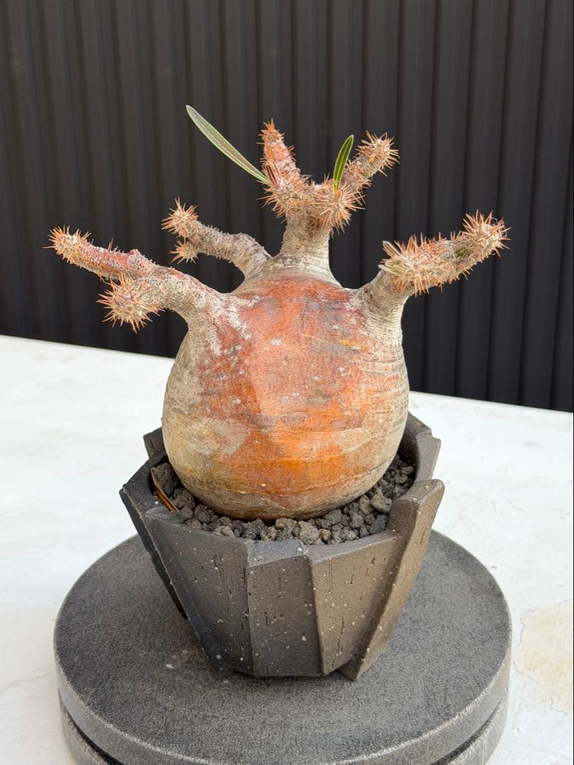 パキポディウム　グラキリス　現地球　作家鉢つき カクタスグリーン購入