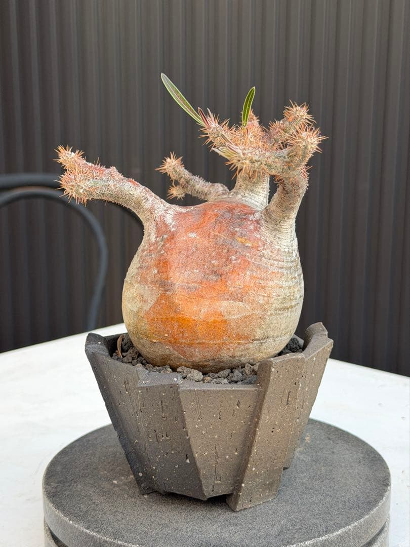 パキポディウム　グラキリス　現地球　作家鉢つき カクタスグリーン購入