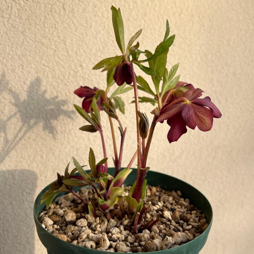 クリスマスローズ　ミスティーク　ss 大木ナーセリー　開花苗　6号鉢