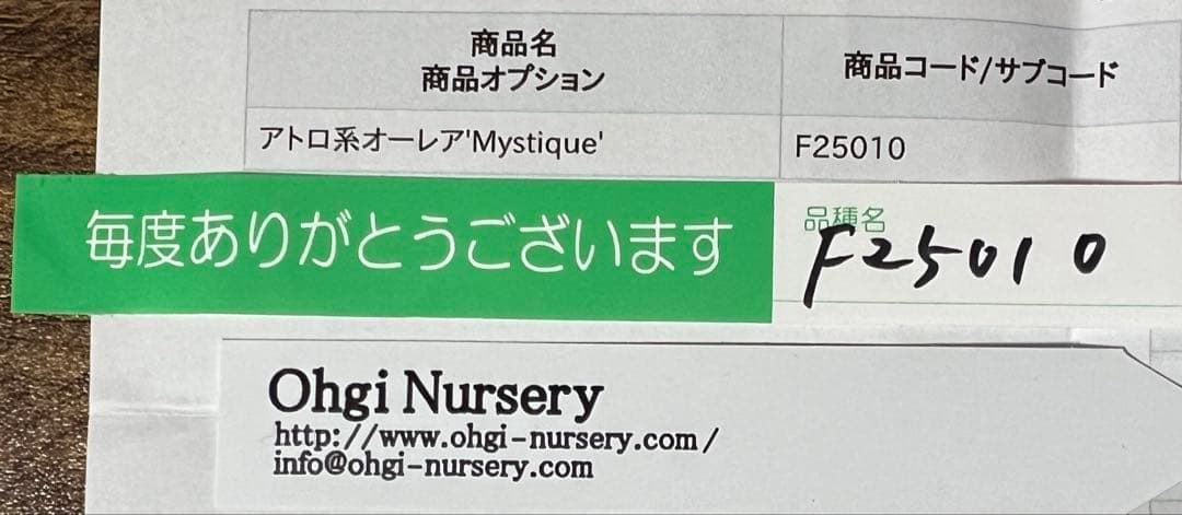クリスマスローズ　ミスティーク　ss 大木ナーセリー　開花苗　6号鉢