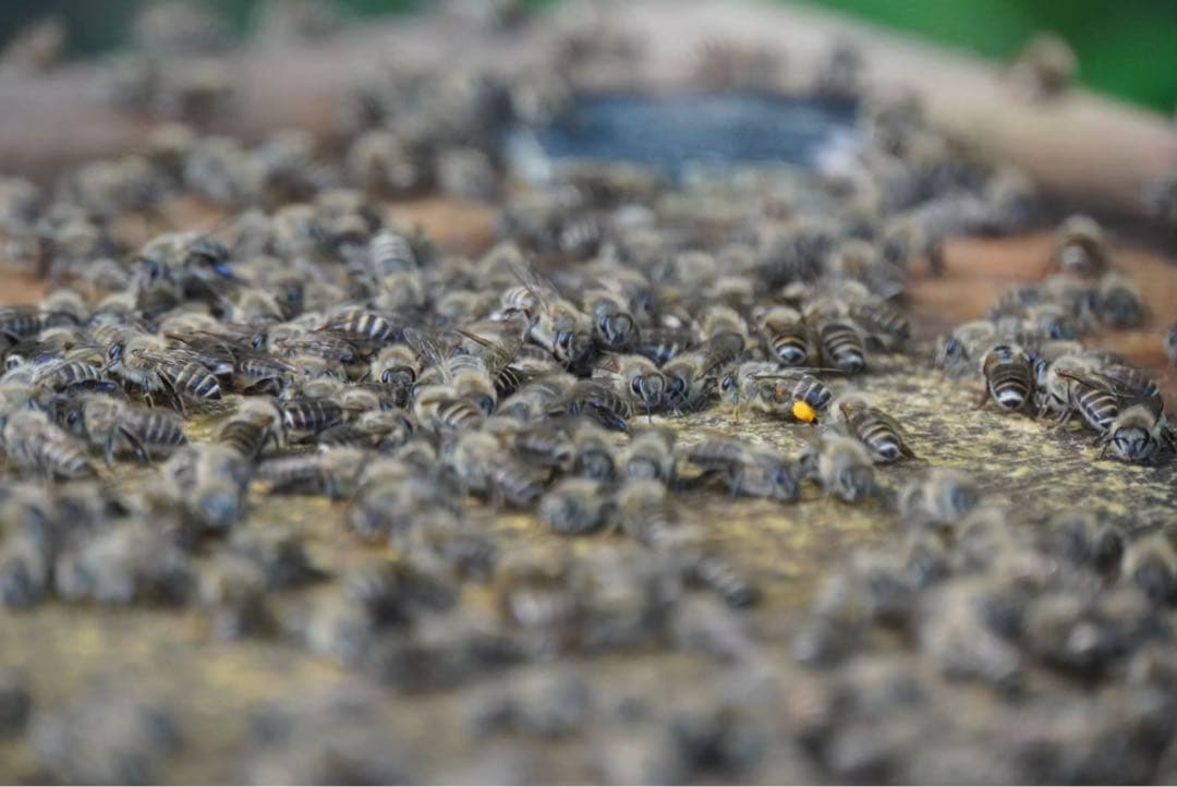 ハチミツ　日本蜜蜂の蜂蜜　巣箱違い谷違いのはちみつ　奥山の奥