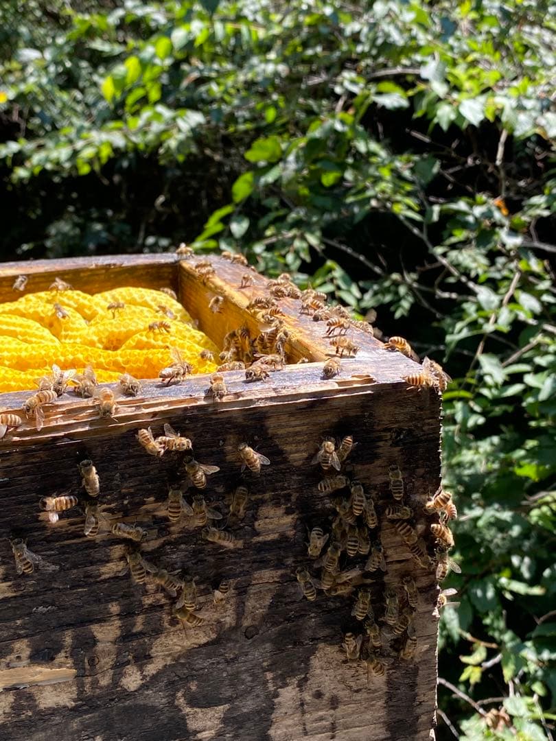 ハチミツ　日本蜜蜂の蜂蜜　巣箱違い谷違いのはちみつ　奥山の奥