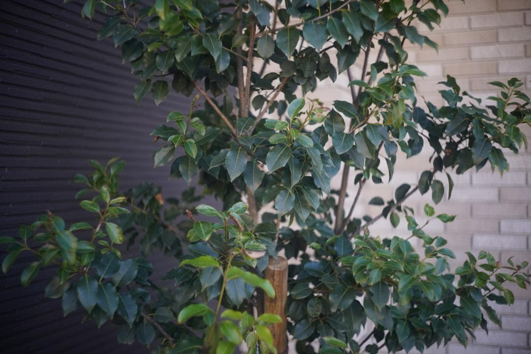 【超希少】Carl Zeiss Jena Biotar 4cm f2