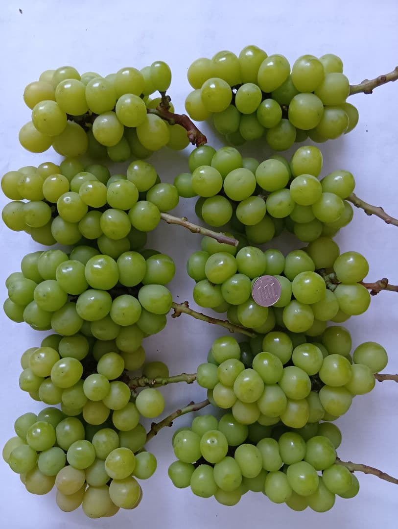 【シャインマスカット10房⑧】ぶどう 福岡県産 シャインマスカット