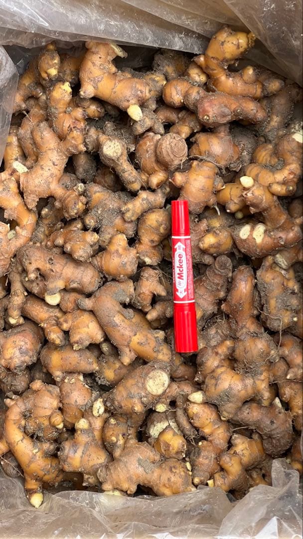 オーロ　熊本生姜 土付き囲い生姜 1 5kg