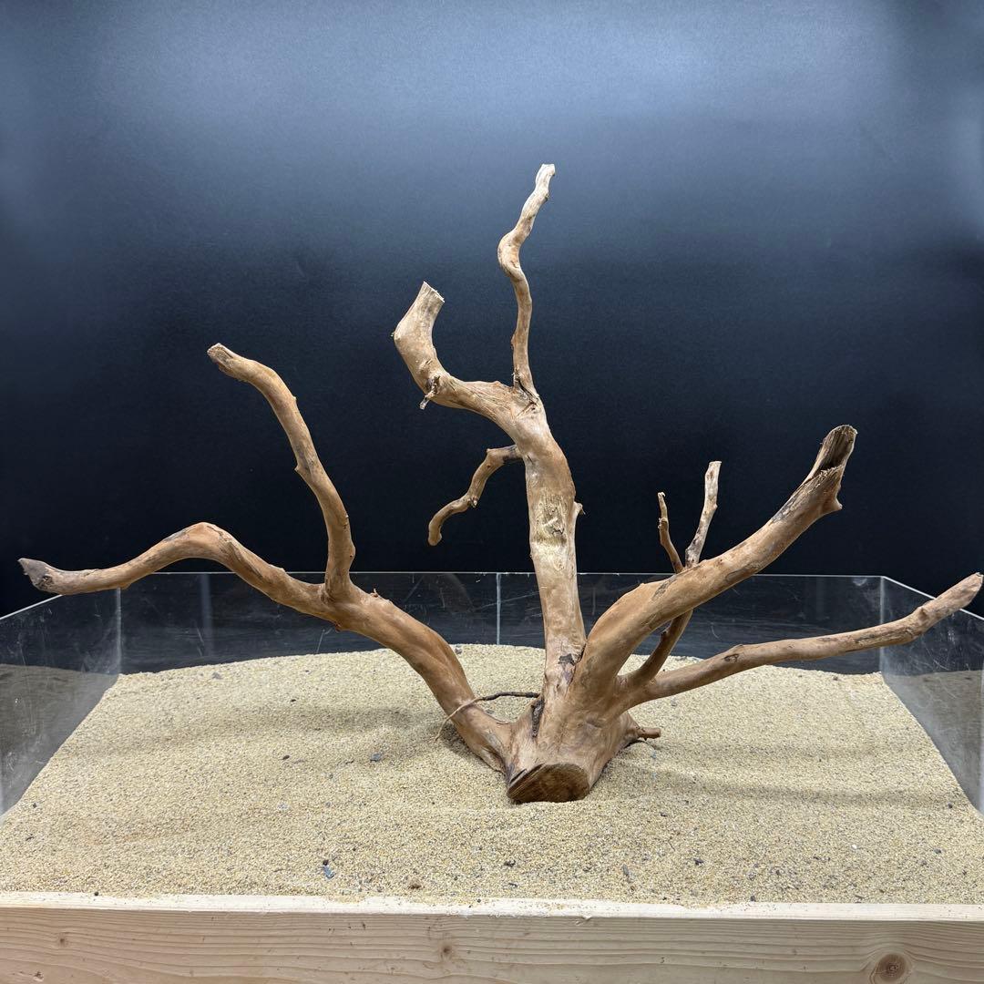 MDW-6785 MDW-6999 特大ブランチウッド　流木　枝流木