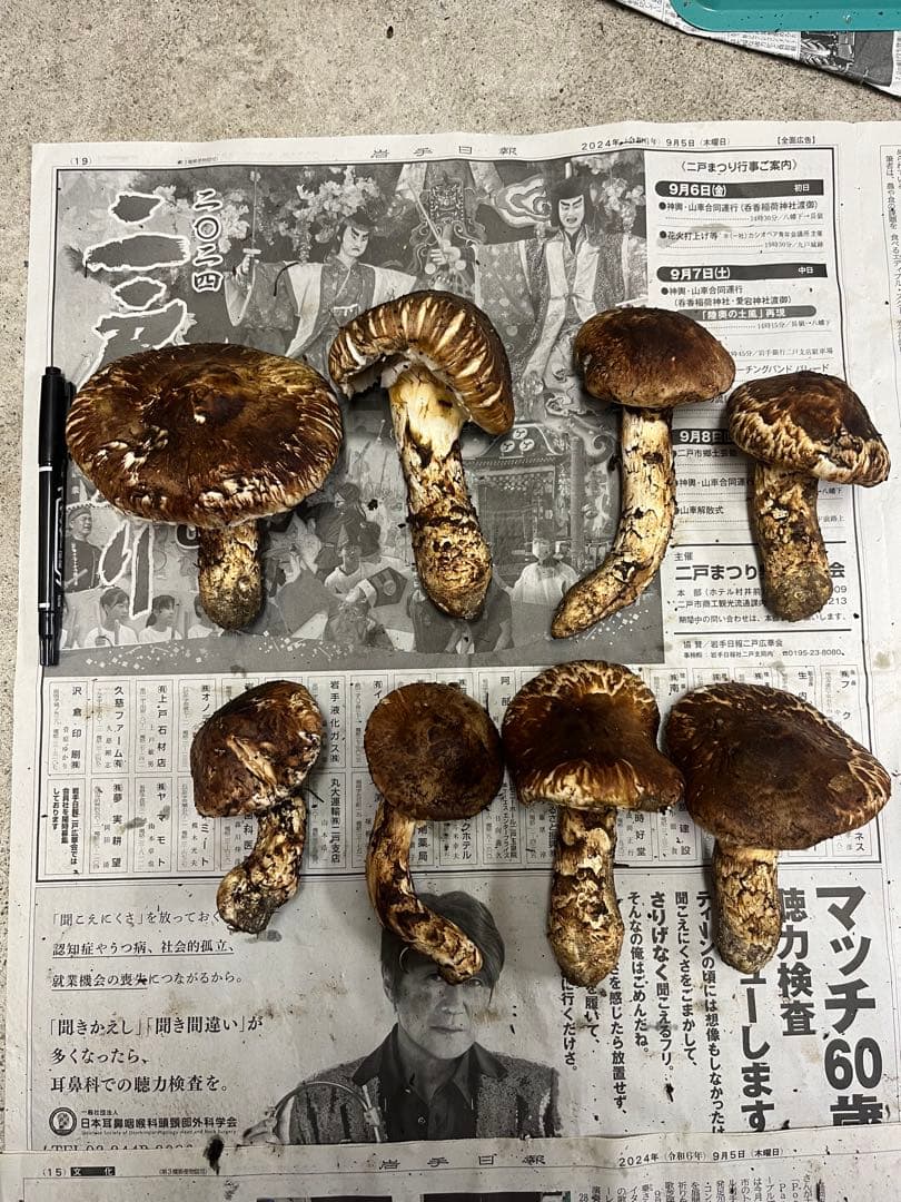 岩手県産松茸　開き　最終値下げ