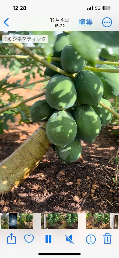 Pp沖縄県産青パパイヤ28kg