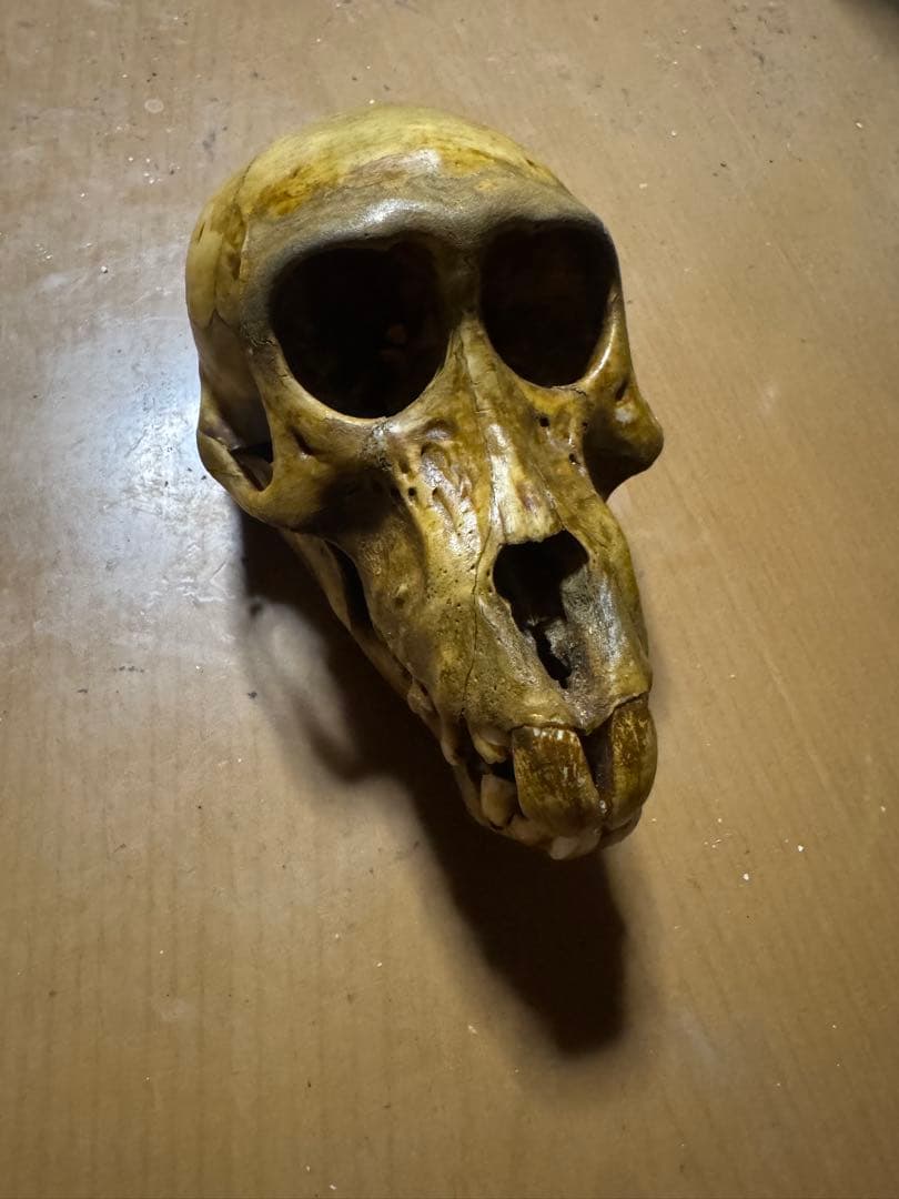 猿　頭蓋骨