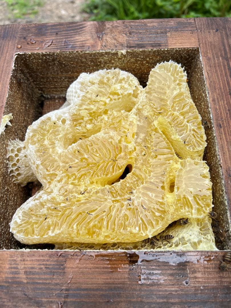 タレ蜜　盛り上げ巣　ニホンミツバチ