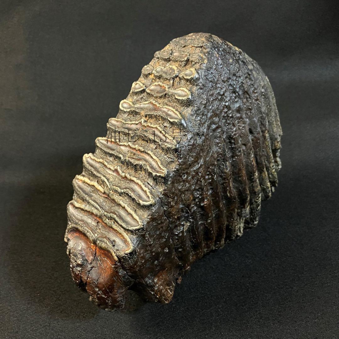 ナウマンゾウ　臼歯　化石