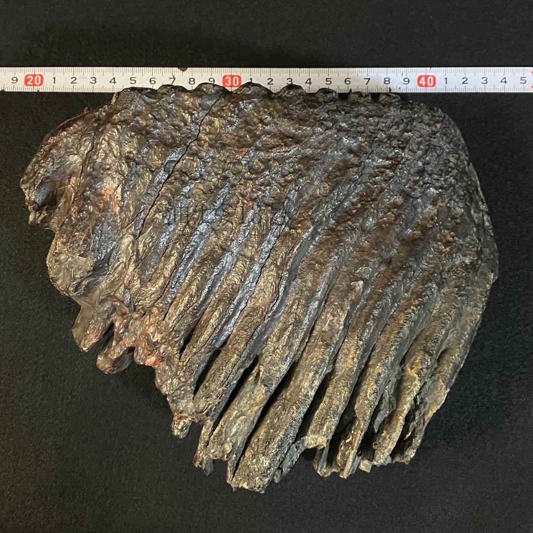 ナウマンゾウ　臼歯　化石