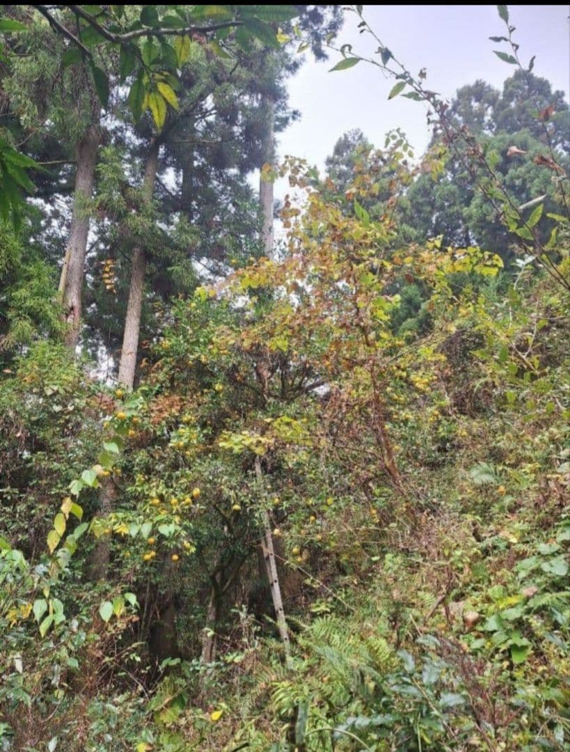 1.8L 2本 100%実生柚子果汁 柚子酢 無塩 無添加 手絞り 調味料 酢