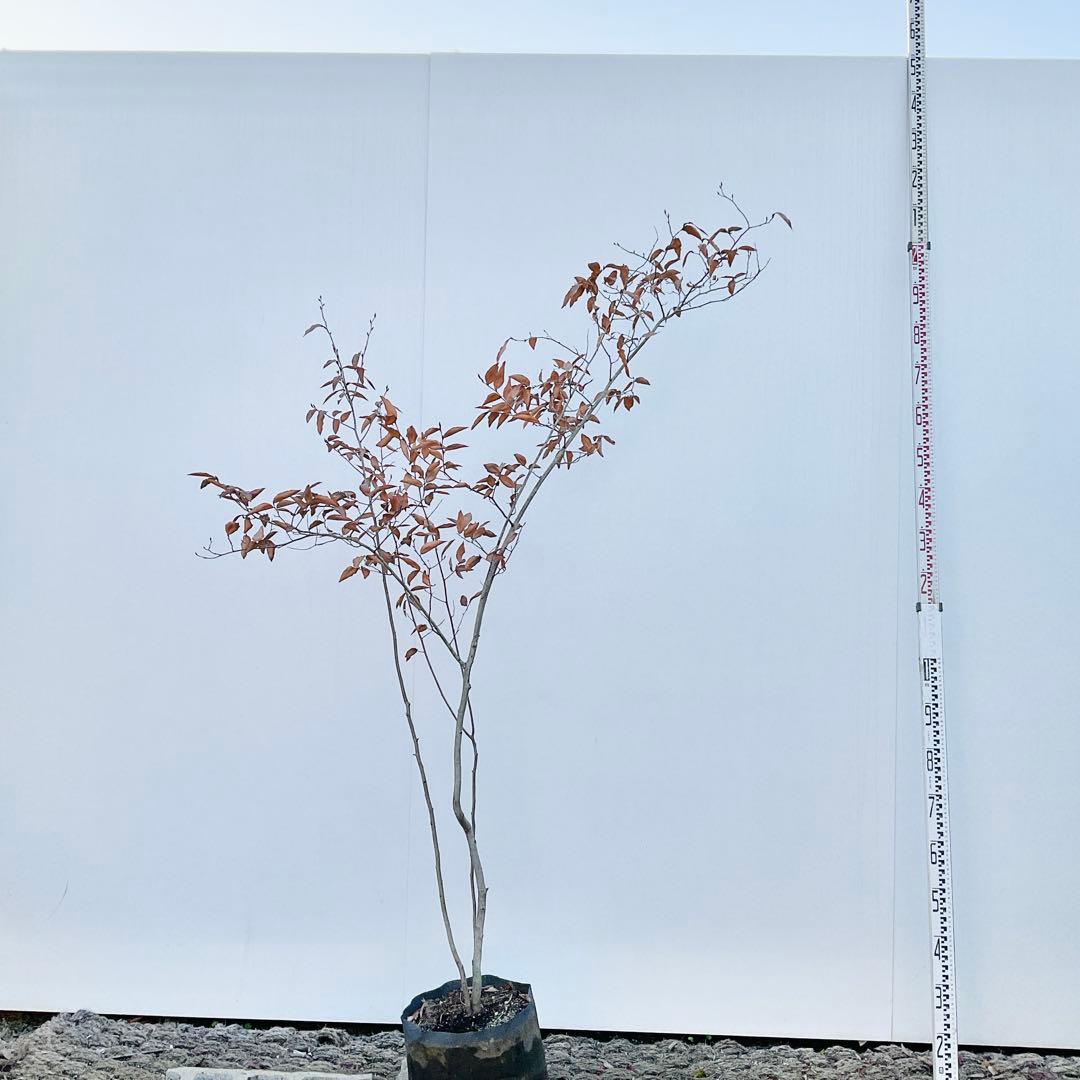 やよっぴさん専用　ヤマコウバシ/ 964