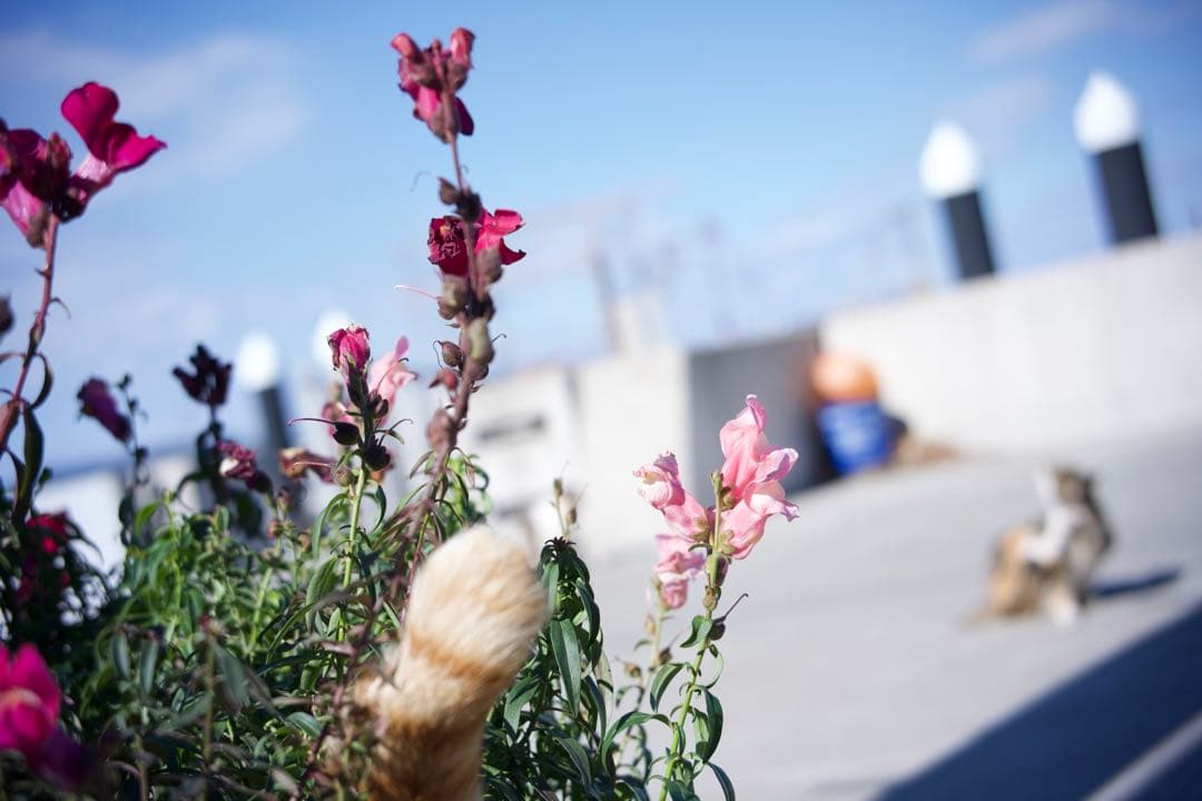 Fujifirm X-T100 ダークブラウン&TTartisan40mmセット