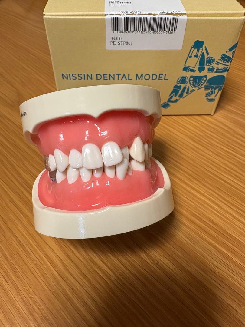 NISSIN DENTAL MODEL 可動式上下顎模型