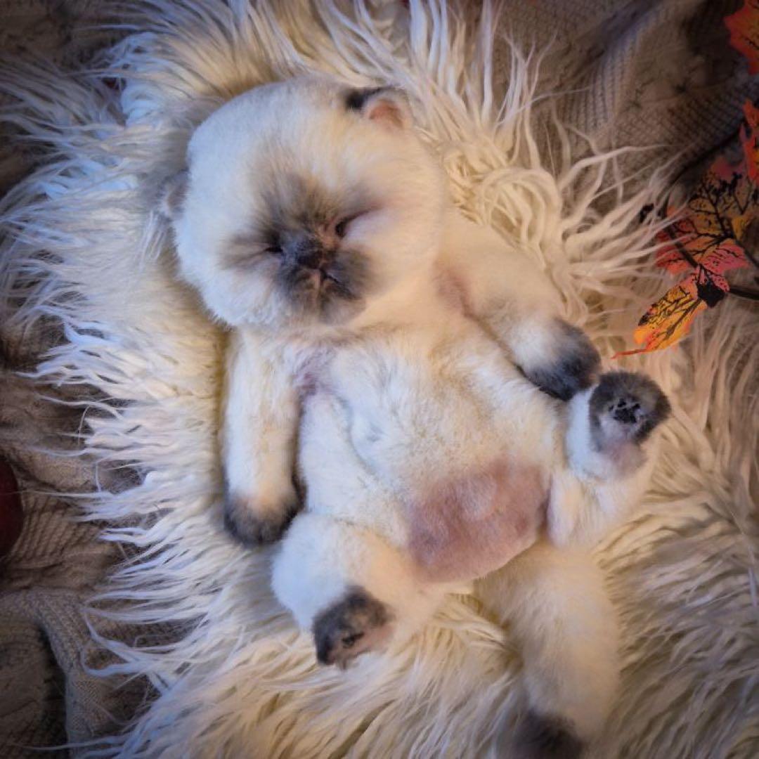 海外作家様作　アートドール　猫の赤ちゃん2体セット