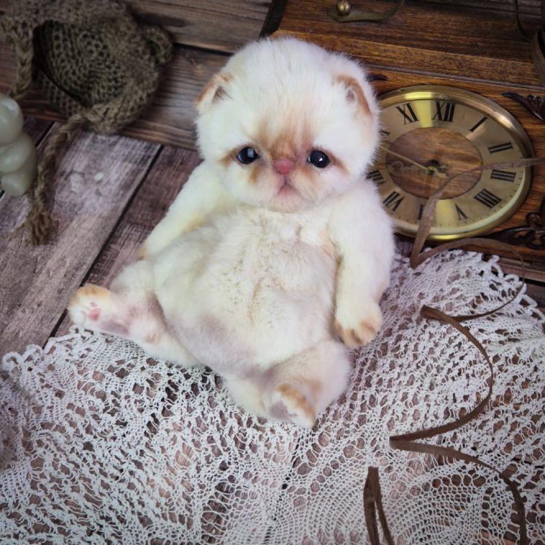 海外作家様作　アートドール　猫の赤ちゃん2体セット