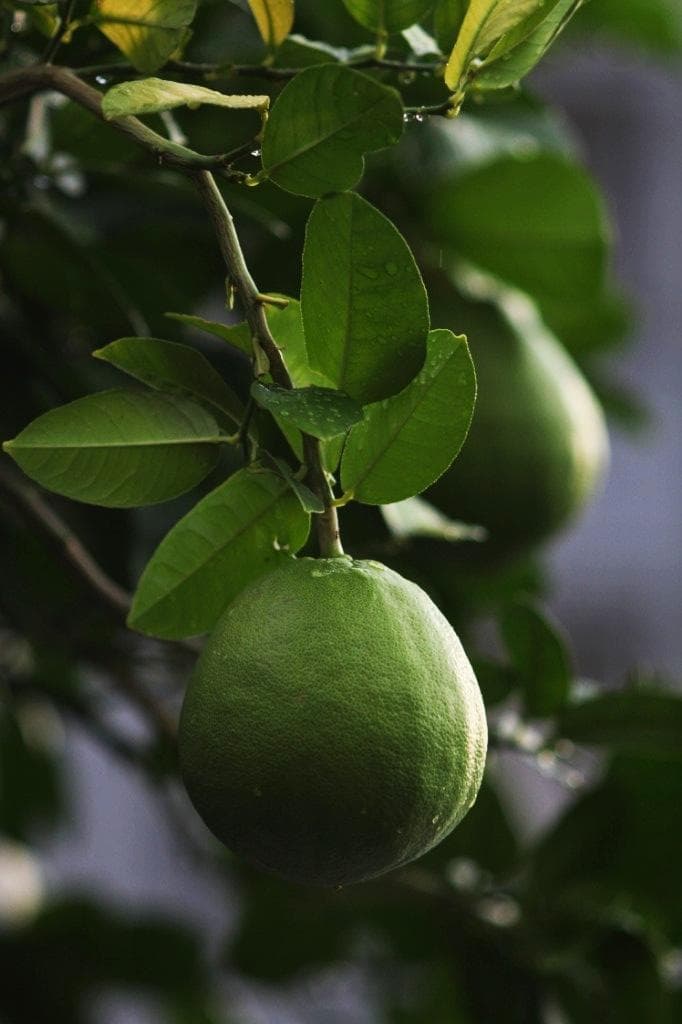 美品 MACRO-TAKUMAR 6×7 135mm F4 PENTAX67