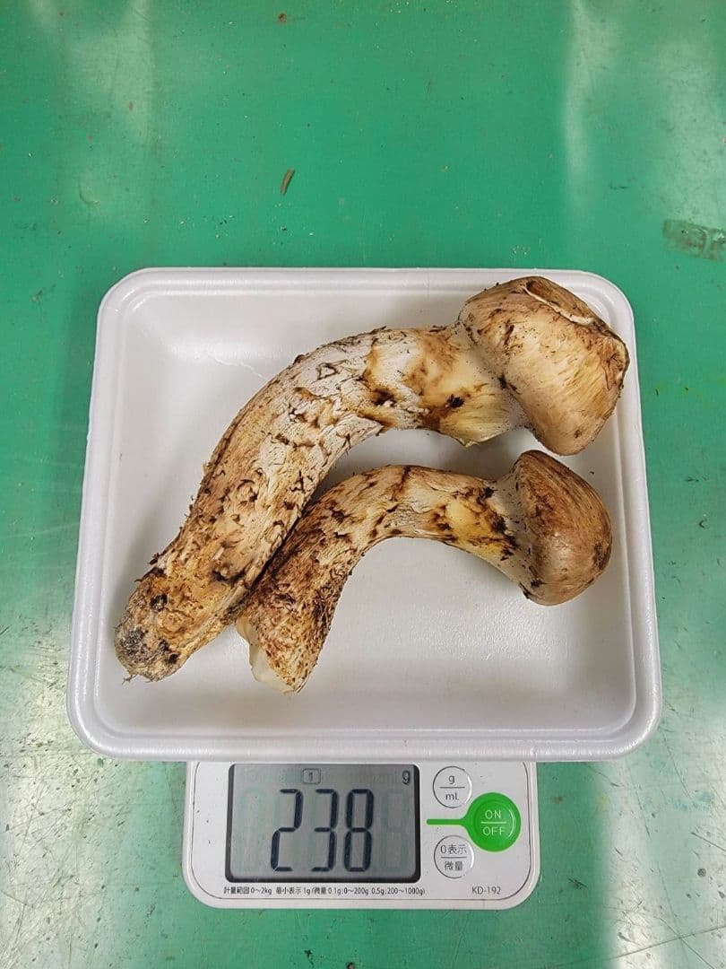 送料込み　岩手県産松茸　 238g