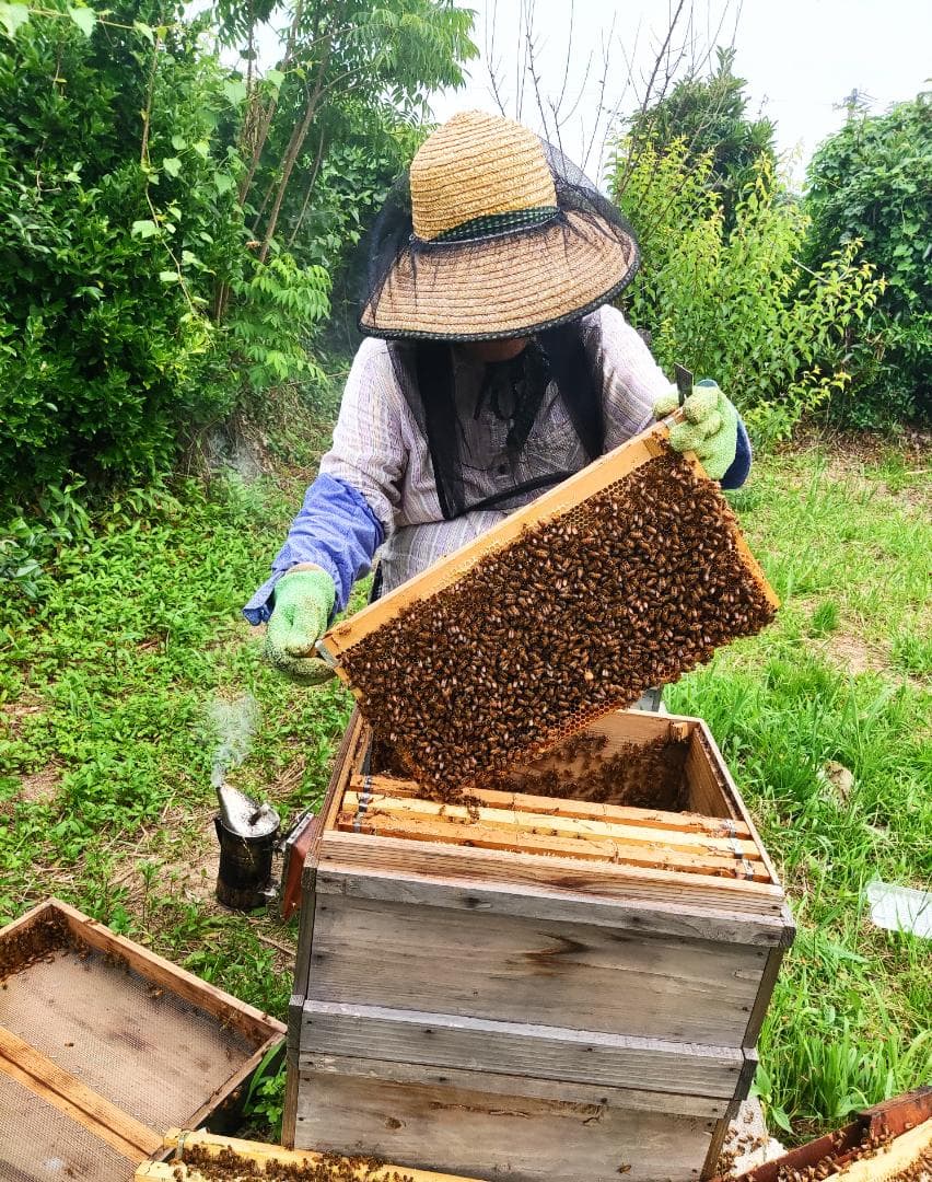 ✨アカシア蜂蜜５本&百花蜜５本　生はちみつ　非加熱ハチミツ