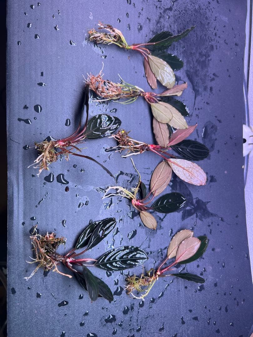 ブセファランドラ　スケルトンキング 7 株